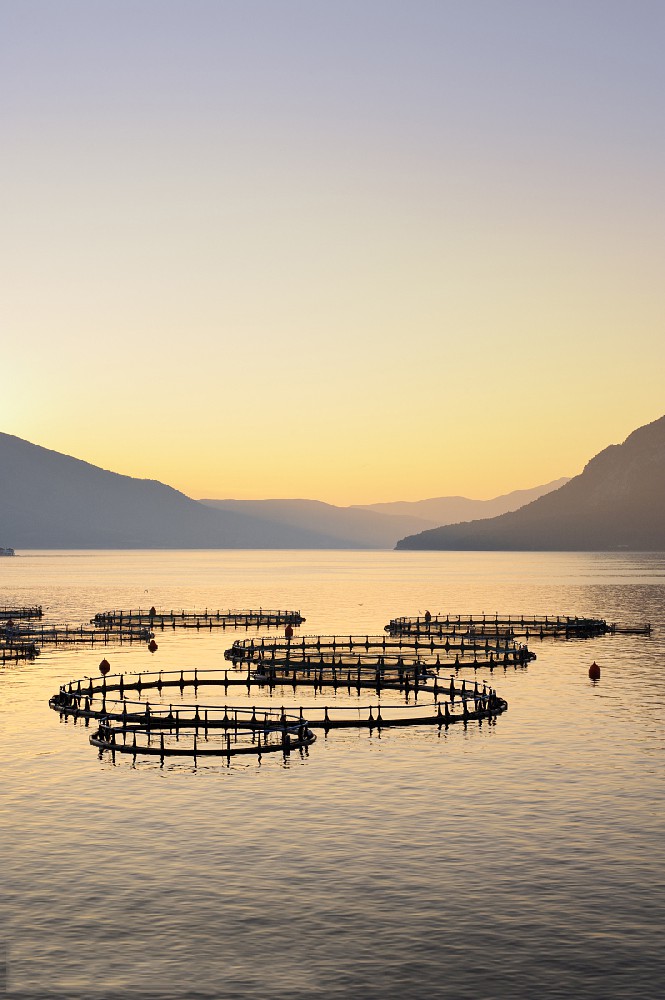 物聯(lián)網技術在線水質監(jiān)測